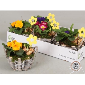 Arr Tuinplanten rieten mandje met oren