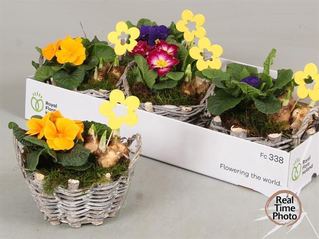 Arr Tuinplanten rieten mandje met oren
