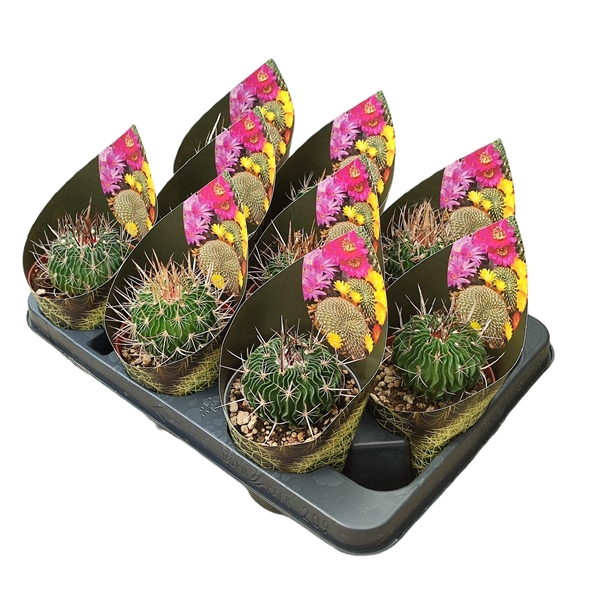 <h4>ECHINOFOSSULOCACTUS MULTICOSTATUS - POT Ø 10,5 WITH POTCOVER (CACTUS)</h4>