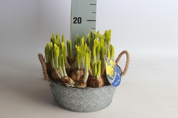 <h4>ARR NARCISSUS</h4>