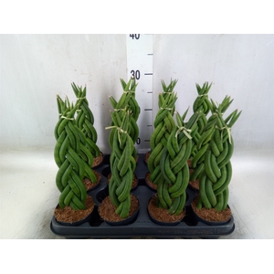 Sansevieria cyl.  ...