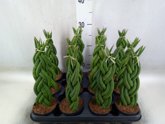 <h4>Sansevieria cyl.  ...</h4>