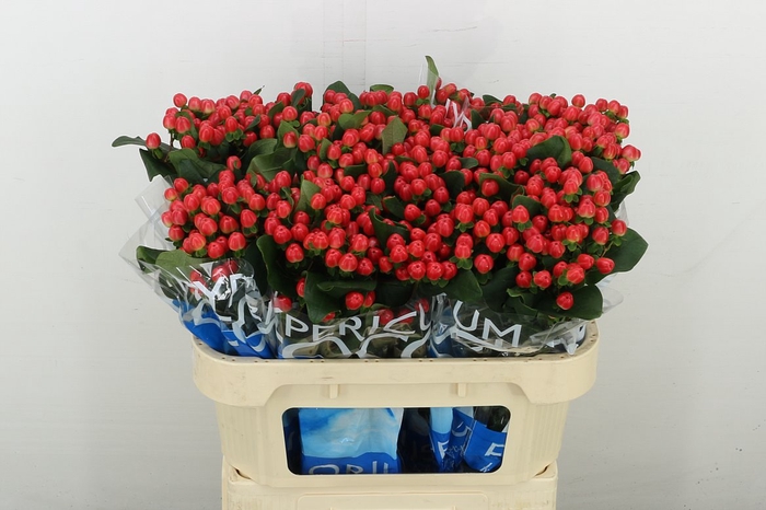 <h4>Hyp Coco Tango</h4>