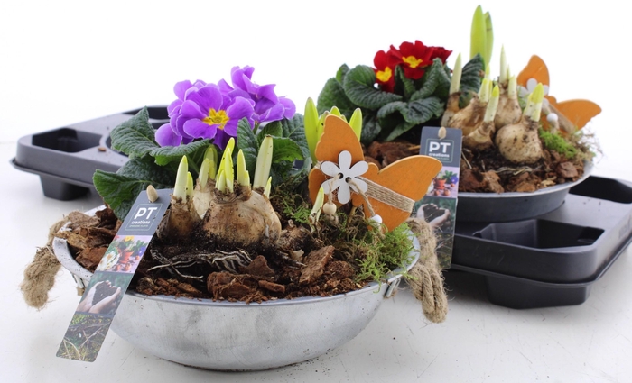 <h4>ARR PL IN SCHAAL</h4>