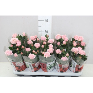 Rosa Infinity Roze