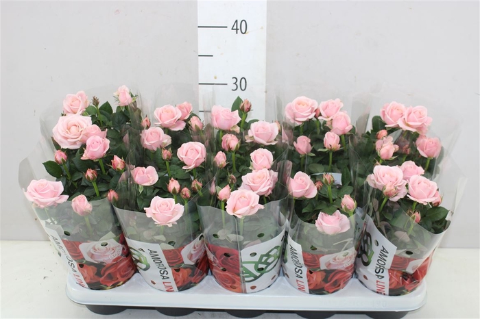 <h4>Rosa Infinity Roze</h4>