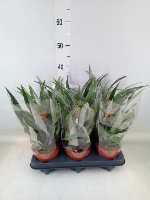 <h4>Ananas 'Rosita'</h4>