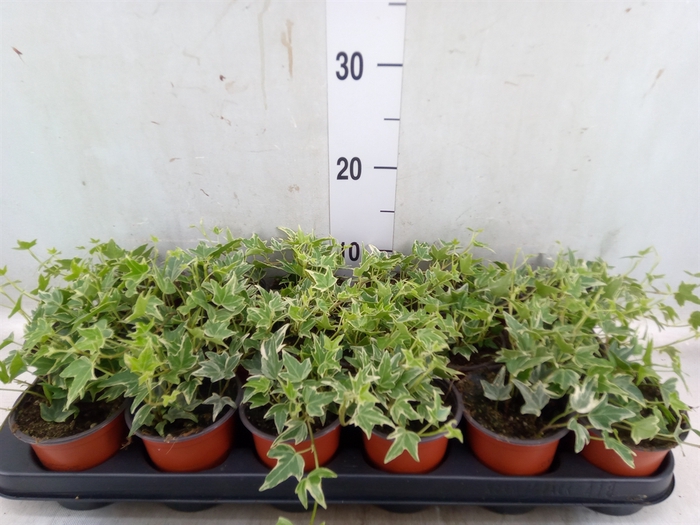 <h4>Hedera helix 'Esther'</h4>