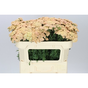 Achillea Molly