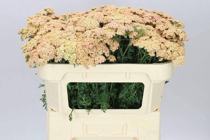 <h4>Achillea Molly</h4>