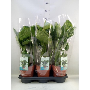 Homalomena wal. 'Camouflage'