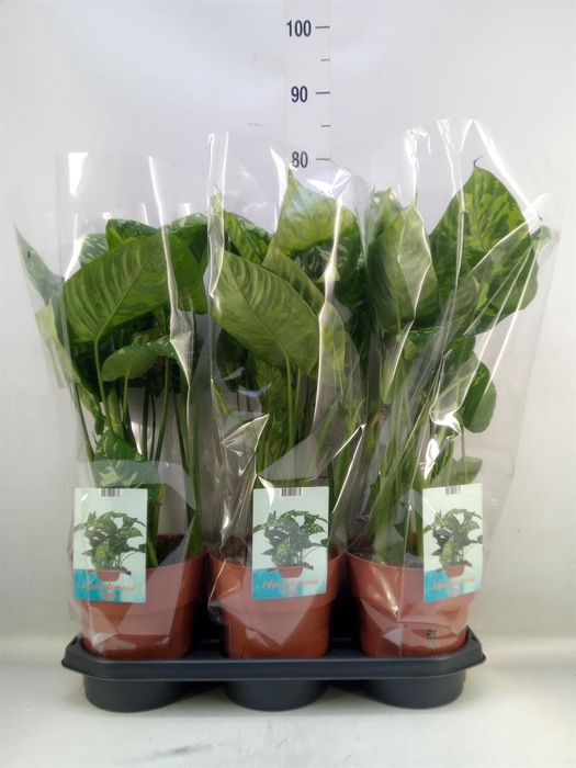 <h4>Homalomena wal. 'Camouflage'</h4>