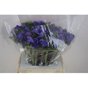 Anem Mistral Super Blue