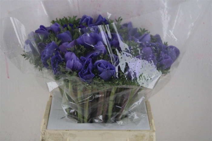 <h4>Anem Mistral Super Blue</h4>