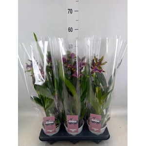 Zygopetalum  'Louisendorf'