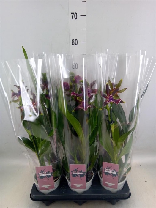 <h4>Zygopetalum  'Louisendorf'</h4>