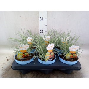 Helichrysum italicum