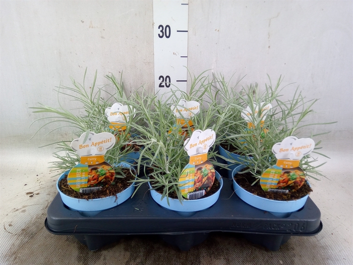 <h4>Helichrysum italicum</h4>