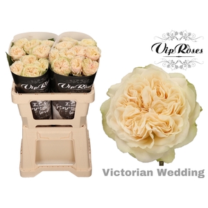 R GR VICTOR WEDDING+ x 20