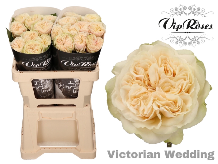 R GR VICTOR WEDDING+ x 20