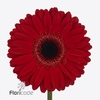 Gerbera diamond rodeo