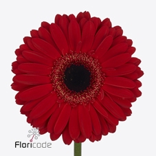 Gerbera diamond rodeo