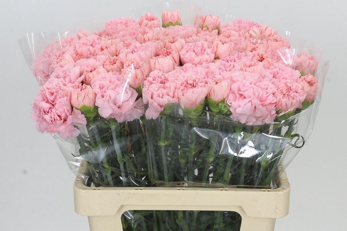 <h4>Dianthus St Chevin</h4>