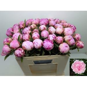 Paeo L Sara Bernhard