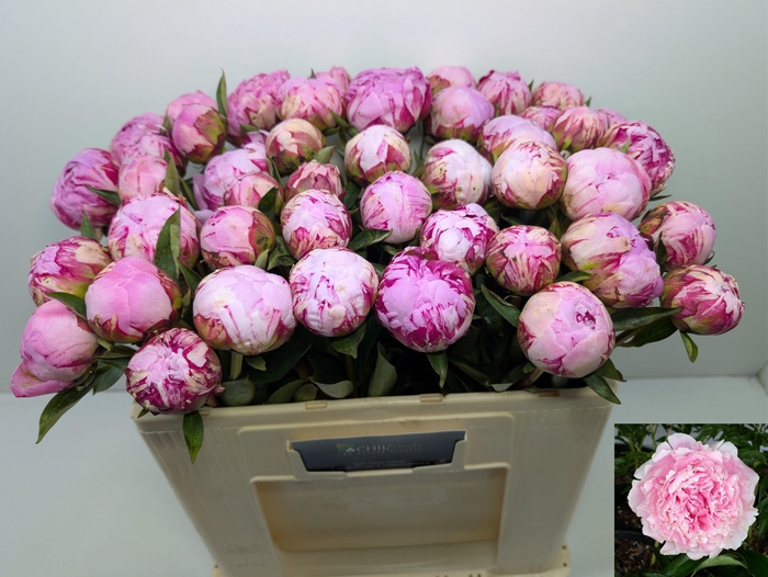 <h4>Paeo L Sara Bernhard</h4>