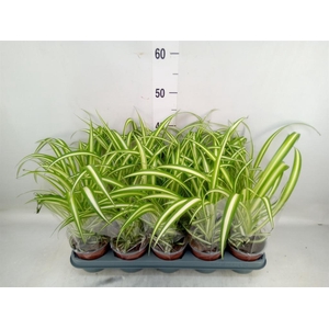 Chlorophytum com. 'Variegatum'