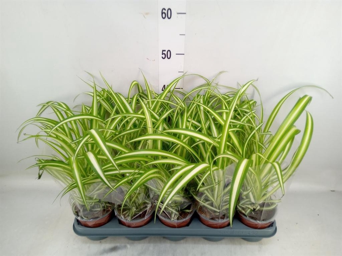 <h4>Chlorophytum com. 'Variegatum'</h4>