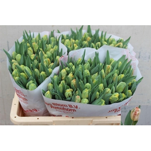 Tu Pa Apricot Parrot