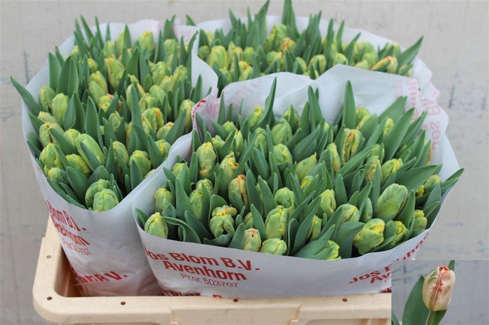 <h4>Tu Pa Apricot Parrot</h4>