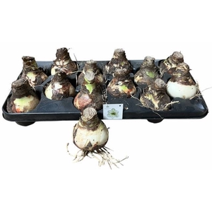 BLOEMBOL HIPPEASTRUM