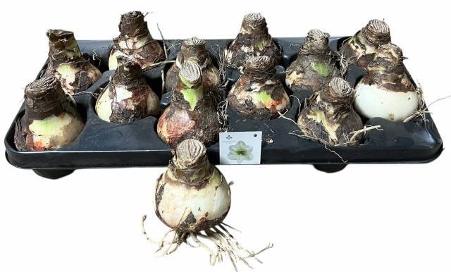 <h4>BLOEMBOL HIPPEASTRUM</h4>