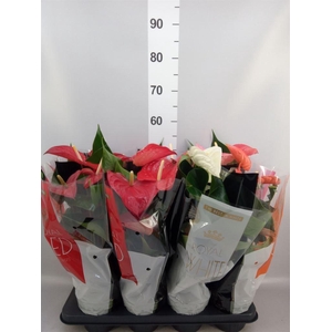 Anthurium   ...mix