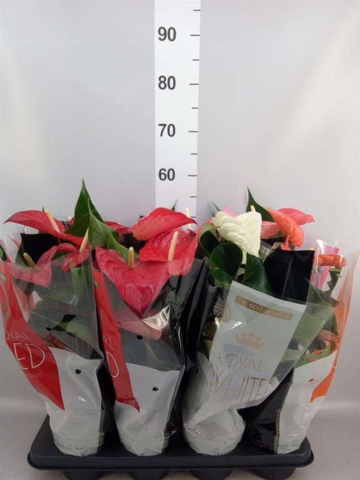 <h4>Anthurium   ...mix</h4>