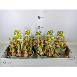 Arr.  Narcissus Tete Tete L%