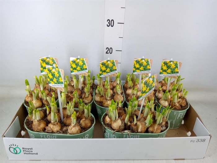 <h4>Arr.  Narcissus Tete Tete L%</h4>