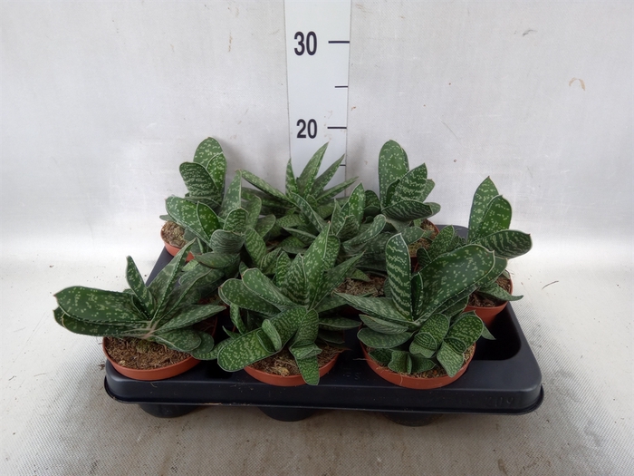 <h4>Gasteria  'Minor'</h4>