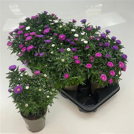 <h4>Aster M Lady Gem Pot</h4>
