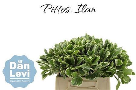 <h4>Pittosp Ilan</h4>