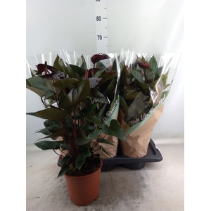 Anthurium andr. 'Beauty Black'