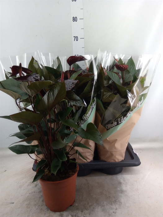 <h4>Anthurium andr. 'Beauty Black'</h4>