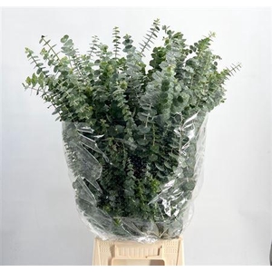 Eucalyptus 'Baby Blue'