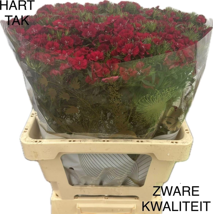 <h4>Di Barb S Will Red</h4>