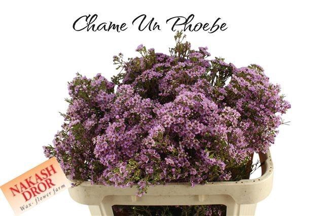 <h4>CHAME UN PHOEBE</h4>