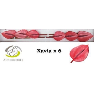 Anthurium Xavia