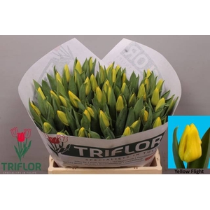 Tulipa si yellow flight