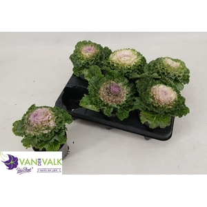 BRASSICA (SIERKOOL)